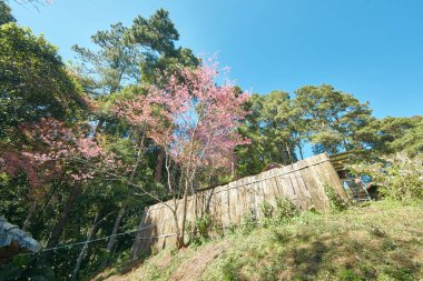 Wild Himalayan Cherry at khun chang kian , Chiangmai , Thailand clipart