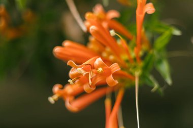 Bahçede turuncu trompet ya da alev çiçeği