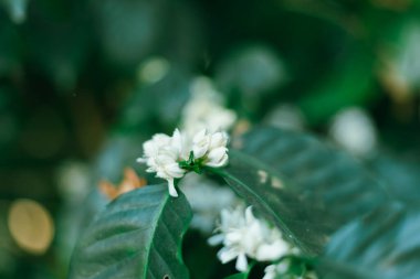 Kapalı kahve çiçeği, seçici odaklanma