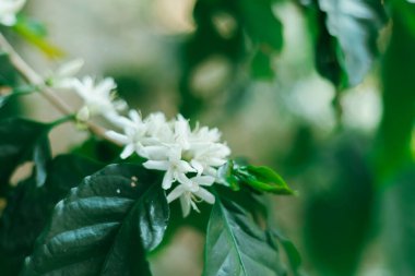 Kapalı kahve çiçeği, seçici odaklanma
