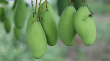 Mango meyvelerini kapatın.