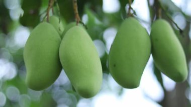 Mango meyvelerini kapatın.
