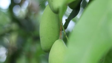 Mango meyvelerini kapatın.