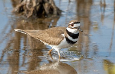 Florida 'daki tuzlu bataklıkta yürüyen bir geyik..