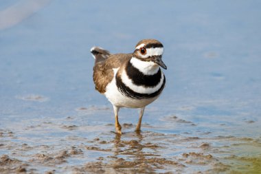 Florida 'daki tuzlu bataklıkta yürüyen bir geyik..