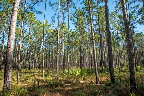Bosque Pinos Rock Springs Run State Reserve Centro Florida — Foto de Stock