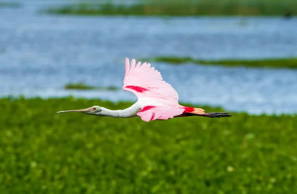 Colher Rosas Parque Orlando Wetlands Imagens Royalty-Free