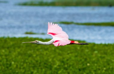 Orlando Wetlands Parkı 'nda gül kaşığı faturası..