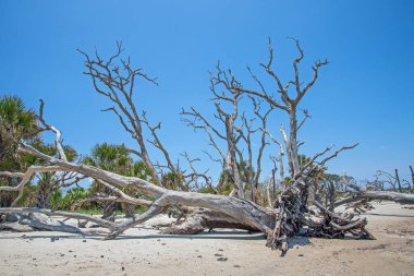 Georgia, Jekyll Adası 'ndaki Driftwood Sahili' nde ölü ağaçlar..