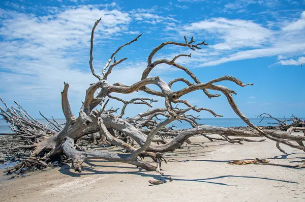 ジョージア州ジキル島のドリフトウッドビーチで枯れた木 ストック写真