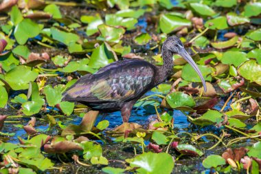 Florida bataklığında yürüyen parlak bir Ibis..