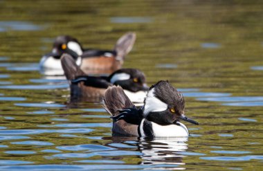 Hooded mergansers at Merritt Island National Wildlife Refuge in Florida. clipart