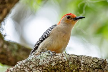 Ağaçtaki kırmızı göbekli genç bir erkek ağaçkakan.