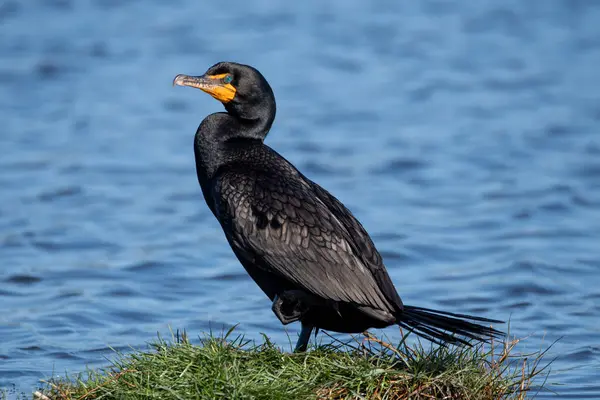 stock image A double crested cormorant in the sun.