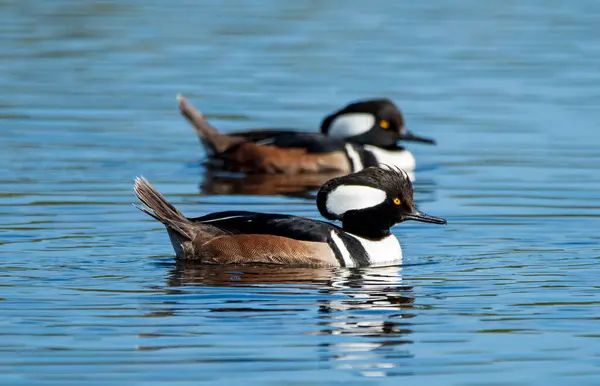 stock image Hooded mergansers at Merritt Island National Wildlife Refuge in Florida.