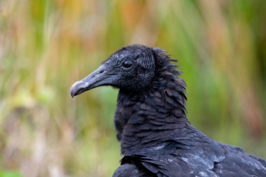 Siyah bir akbabaya yaklaş.