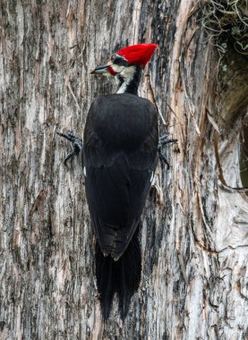 Canlı bir ağaçkakan.