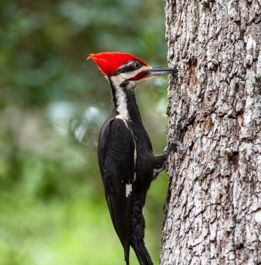 Canlı bir ağaçkakan.