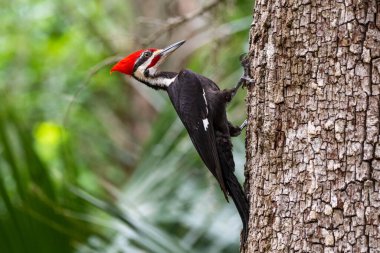 Canlı bir ağaçkakan.