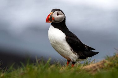 İzlanda 'da bir martı.