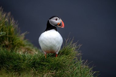İzlanda 'da bir martı.