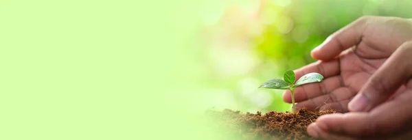 A hands protecting plant growing on soil.protect nature and environment concept. Sustainable resources background for web banner.