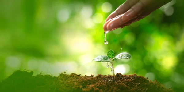 Environment day concept. Drop water on hand for growing tree. Protect the environment. Renewable energy for future. Global warming concept. Sustainable resources background for web banner.