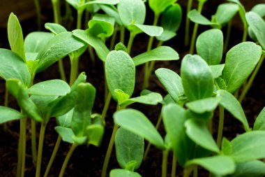 Genç karpuz fidanları. Sürdürülebilir kaynaklar. Bitki yönetimi ya da çevre sembolü. Büyüyen temiz enerji.