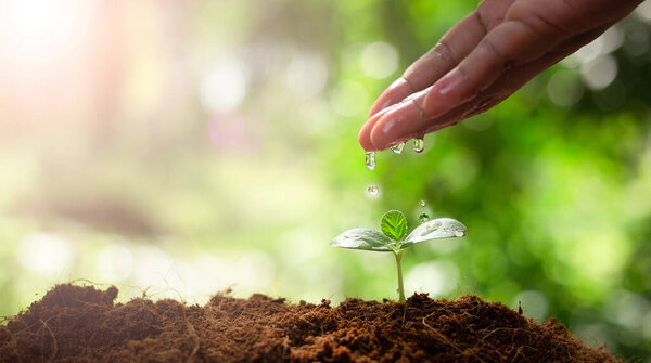 Earth day concept. Drop water on hand for growing tree. Protect the environment. Renewable energy for future. Global warming concept. Sustainable resources.