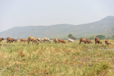 Mavi gökyüzünün altındaki çayırlarda otlayan inekler. Sığır çiftliği. Yeşil alanda, dağ arkası olan bir hayvan..