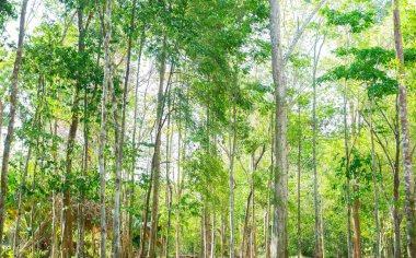 Güneşli ışıkta ağaç dallı yeşil orman arkaplan dokusu. Ormanda güneş ışığı. Uzun ağaç ağaçlarından bir gölgelik. Çevre kavramı.