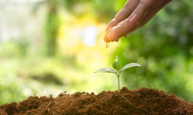 Genç ağaçlara su damlatan bir bitki yetiştirmek. Sürdürülebilir çevre konsepti. Dünyayı küresel ısınmadan korumak ve yardım etmek.