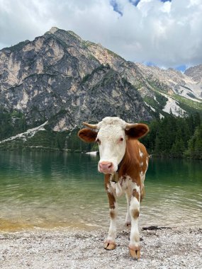 Güzel inek muhteşem bir dağ gölünün yanında duruyor, manzaralı ve yemyeşil arka planda..