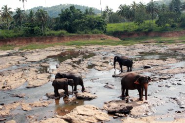 Kayalık bir nehir yatağında yürüyen görkemli filler doğayla iç içe..