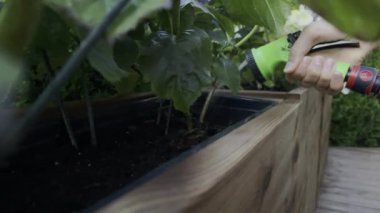 Tahta bir saksının içindeki bitkileri sulama işleminin detaylı bir özeti.