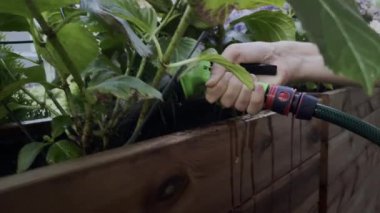 Bir el, ahşap bir saksı kutusundaki hortumu kullanarak çeşitli bitkileri ustalıkla sulıyor.