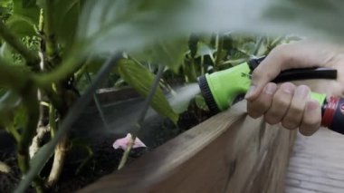 Canlı bir bahçe yatağında güzel bitkileri sulayan bir elin detaylı bir görüntüsü.