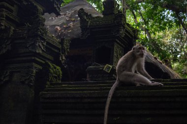 Sakin bir maymun, tarihi bir tapınaktaki taşların üzerinde dinlenir.