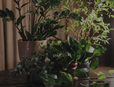 Loş ışıkta yeşil yapraklı zarif çiçek kompozisyonu