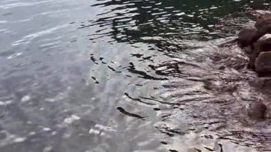Huzurlu, dalgalı bir su manzarası kayalık bir kıyı şeridiyle buluşuyor, barışı çağrıştırıyor ve güzelliği gözler önüne seriyor..