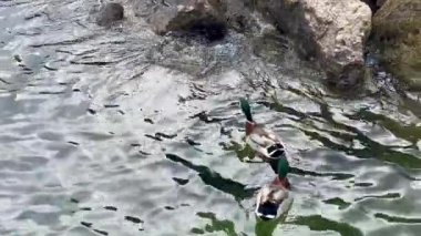 Kayalık kıyı şeritleri ve sakin sularda zarif yüzen yaban ördekleri manzarası.