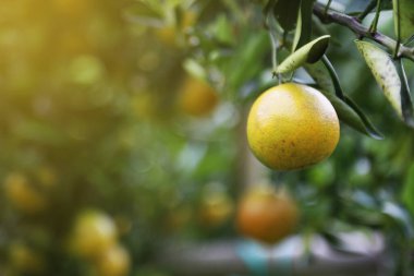 orchard, temiz meyve ya da popüler meyve arka plan, taze turuncu meyve tarım meyve bahçesi, taze meyve doğada meyve pazarı.