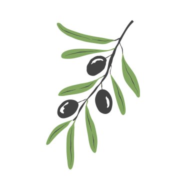 Yeşil yapraklı siyah zeytin dalı. Vektör illüstrasyonu