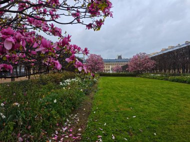 PARIS, FRANCE - 29 Mart 2025: Manolyalar Paris 'te. Palais Royal bahçelerinde manolya mevsimi.!