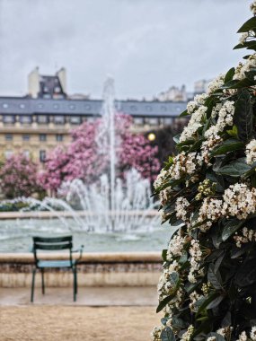 PARIS, FRANCE - 29 Mart 2025: Manolyalar Paris 'te. Palais Royal bahçelerinde manolya mevsimi.!