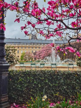 PARIS, FRANCE - 29 Mart 2025: Manolyalar Paris 'te. Palais Royal bahçelerinde manolya mevsimi.!