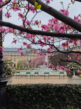 PARIS, FRANCE - 29 Mart 2025: Manolyalar Paris 'te. Palais Royal bahçelerinde manolya mevsimi.!