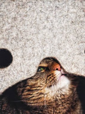 PARIS, FRANCE - 19 Mart 2025: Keçeli evde bir kedi