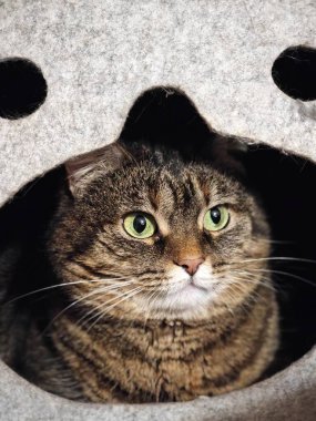 PARIS, FRANCE - 19 Mart 2025: Keçeli evde bir kedi