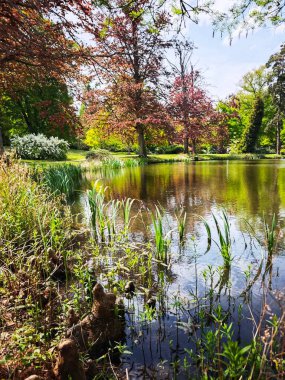 Ormandaki güzel bir gölün kıyısında. Barış